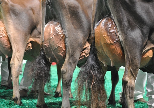Udders Top Senior Three-Year-Olds - Open Show