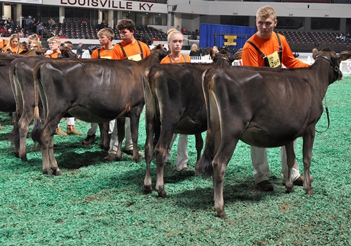 Top Senior Calves - Junior Show