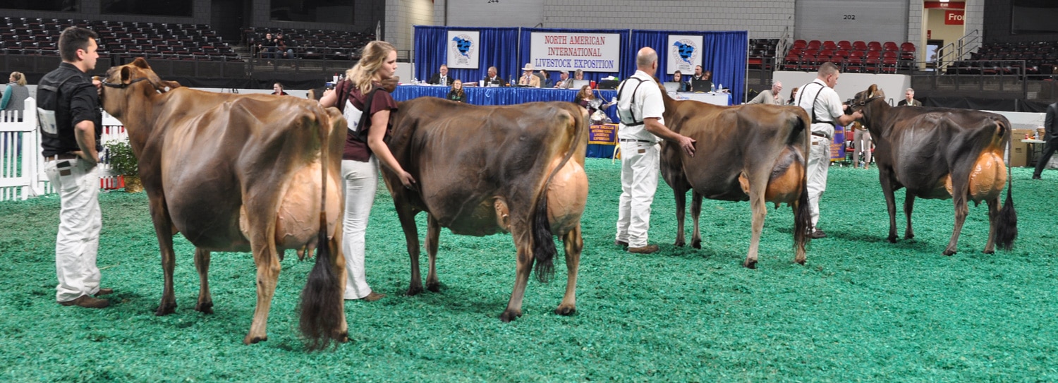 Senior Champion Selection - Open Show