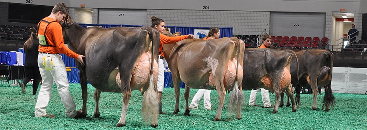 Senior Champion Selection - Junior Show