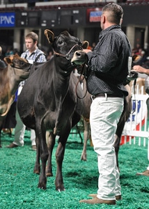 Spring Yearling Class - Open Show