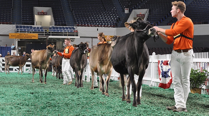 Spring Yearling Class - Junior Show