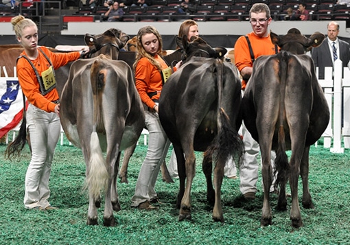 Spring Yearling Class - Junior Show