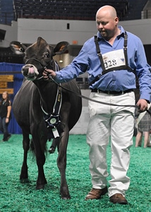 Spring Yearling Class Winner - Open Show