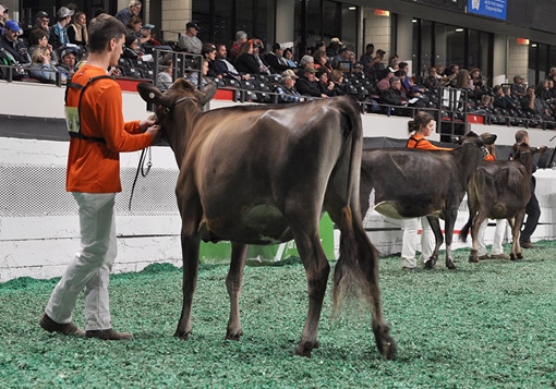 Summer Yearling - Junior Show