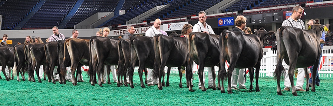 Summer Yearling Class - Open Show