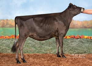 Meadowridge-Spock-Petunia_11_20