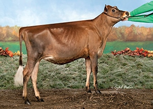 Milksource Reviresco Molly