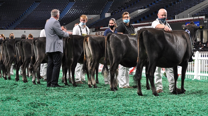 FallCalfLine Intermediate Calf Class, All American Open Show