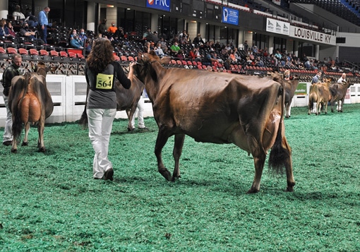 FiveYearCandid Five-Year-Old Class, All American Jersey Show