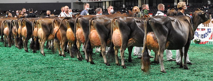 FiveYearLineupSide Five-Year-Old Class, All American Open Show