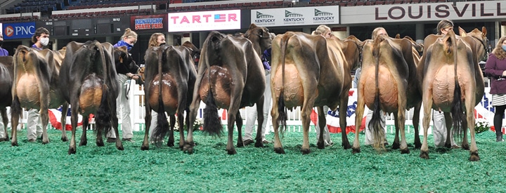 FourYearJrLineupRear Four-Year-Old Class, All American Junior Show