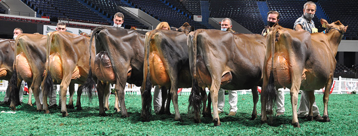 FourYearLineupRear Four-Year-Old Class, All American Open Show