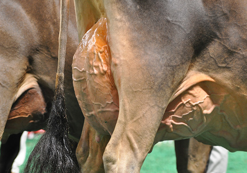 FourYearUdderShot Four-Year-Old Class, All American Jersey Show