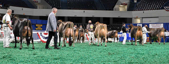IntermediateChampion1 Intermediate Champion Selection, All American Open Show
