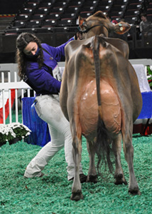 JrShowGrand Grand Champion Selection, All American Junior Show