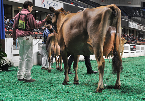 JuniorThreeCandid Junior Three-Year-Old Class, All American Open Show