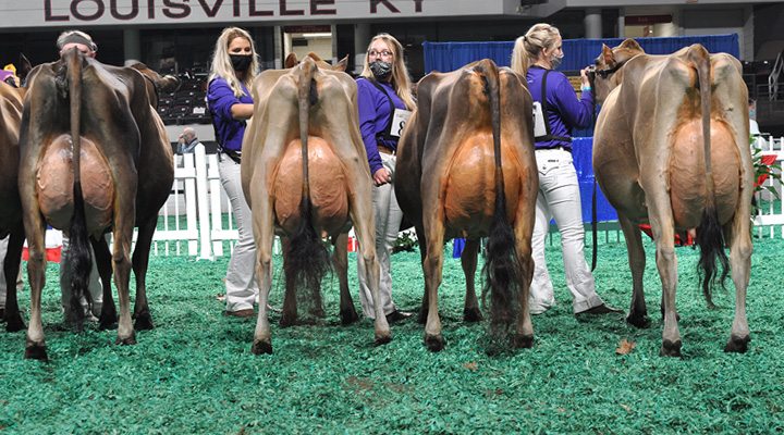 JuniorThreeJrLineupRear Junior Three-Year-Old Class, All American Junior Show