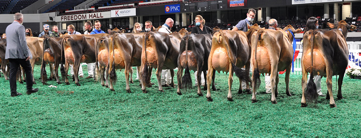 JuniorThreeLineupRear Junior Three-Year-Old Class, All American Open Show