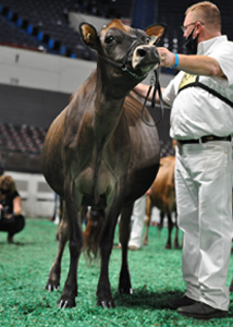 JuniorTwoFront Junior Two-Year-Old Class, All American Open Show