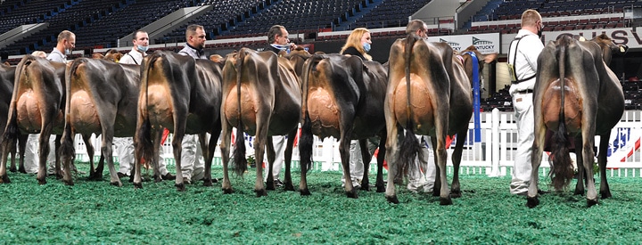 JuniorTwoLineupRear Junior Two-Year-Old Class, All American Open Show