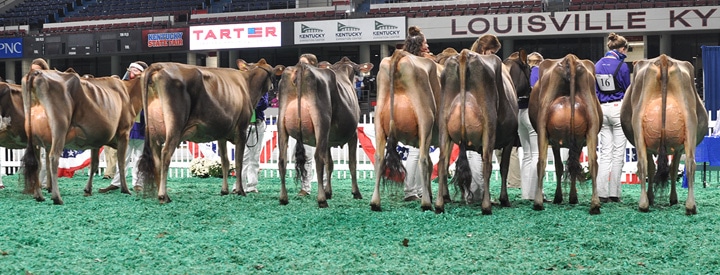 MilkingYearlingJrLineupRear Milking Yearling Class, All American Junior Show