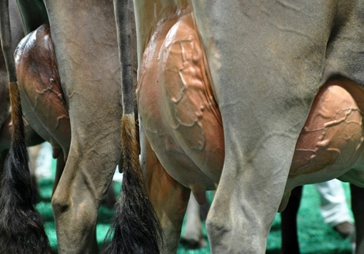 MilkingYearlingJrUdderShot Milking Yearling Class, All American Open Show