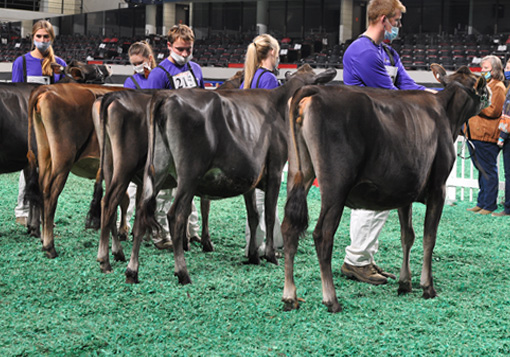 SeniorCalfJr Senior Calf Class, All American Junior Show