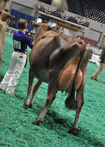 SeniorTwoJrCandid Senior Two-Year-Old Class, All American Junior Show