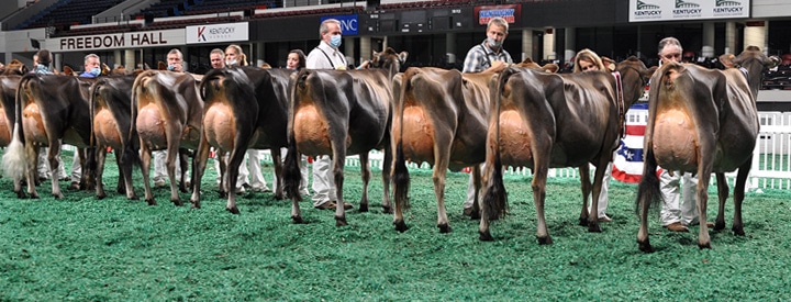 SeniorTwoLineupRear1 Senior Two-Year-Old Class, All American Open Show