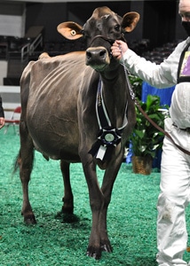 SeniorTwoWinnerFront Senior Two-Year-Old Class Winner, All American Open Show