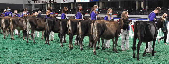 SpringCalfJrLineupRear Junior Calf Class, All American Junior Show