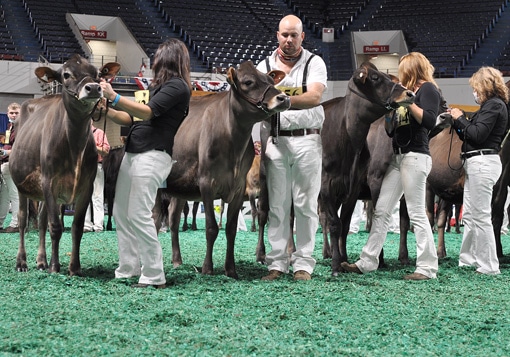 SummerYearlingFront Summer Yearling Class, All American Open Show