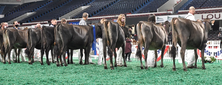 SummerYearlingRear Summer Yearling Class, All American Open Show