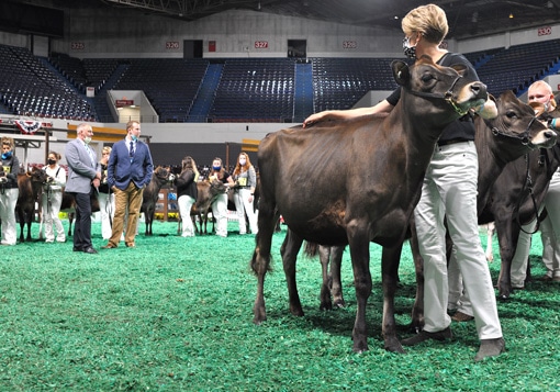 WinterCalfFront Winter Calf Class, All American Open Show
