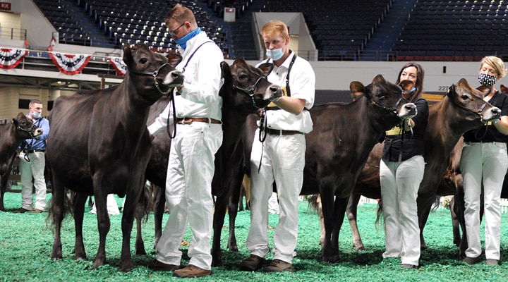 WinterYearlingLineupFront Winter Yearling Class, All American Open Show