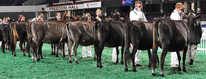 WinterYearlingLineupRear Winter Yearling Class, All American Jersey Show