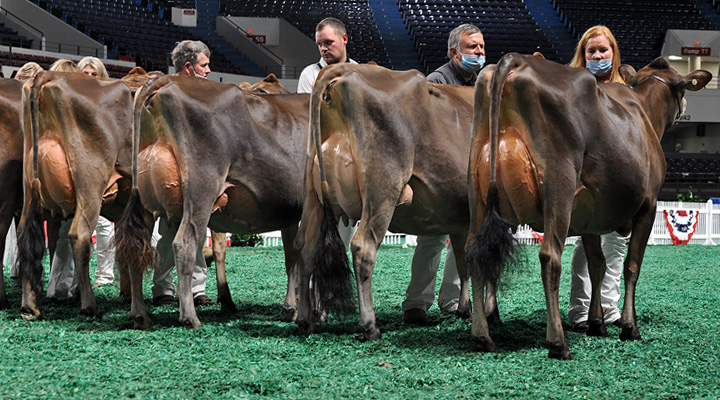 WinterYearlingLineupRear1 Milking Yearling Class, All American Open Show