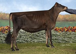 JF50623 Vierra Femme Fatale