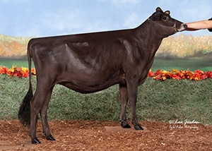 JFL23400 Win-Top Mamacita