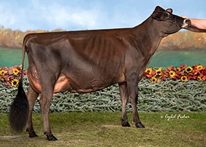 Pacific Edge Gentry Zelda