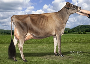 SSF Casino Brie