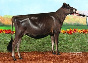 Bolle Acres Kid Rock Maple copy
