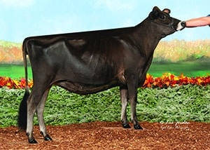 DKG Gentry Cream copy