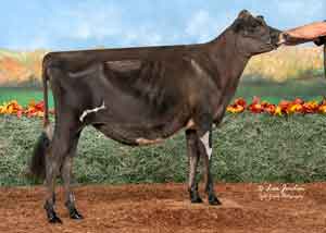 JFL28124-Meadowridge-Draco-Sugarberry