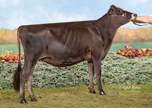 Meadowridge-Flawless-Cranberry_24WDE
