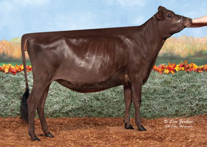 Highlife-First-Prize-Diva